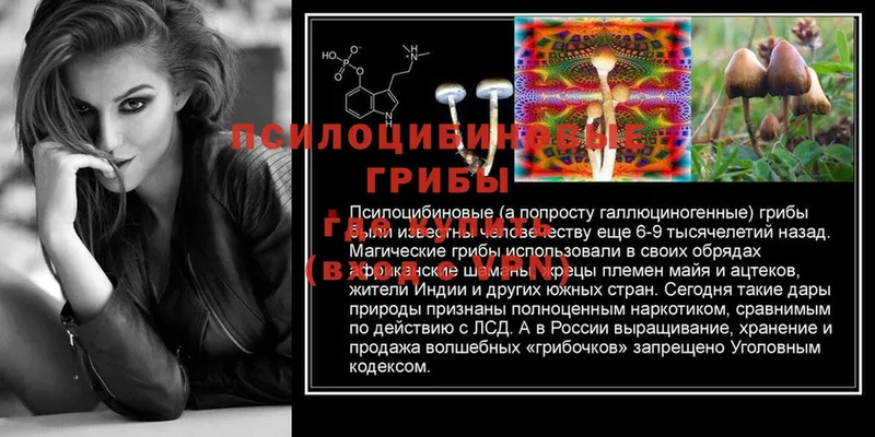 Псилоцибиновые грибы GOLDEN TEACHER  где можно купить   Камбарка 